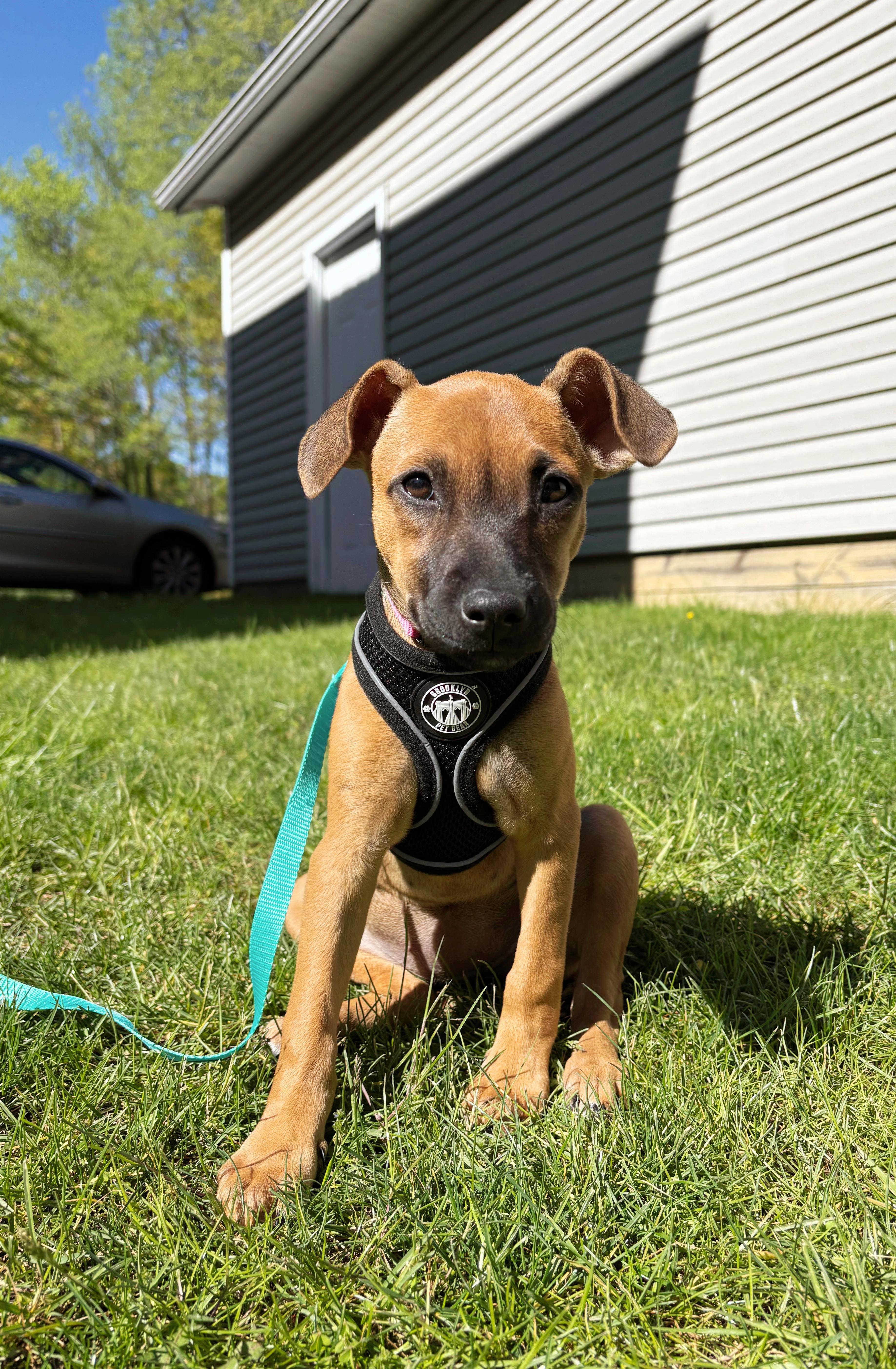 Biscotti