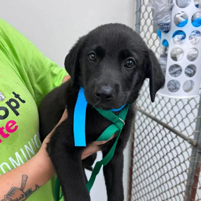 A baby medium-sized female Black Mixed Breed dog named Janice for adoption in Fredericksburg, VA