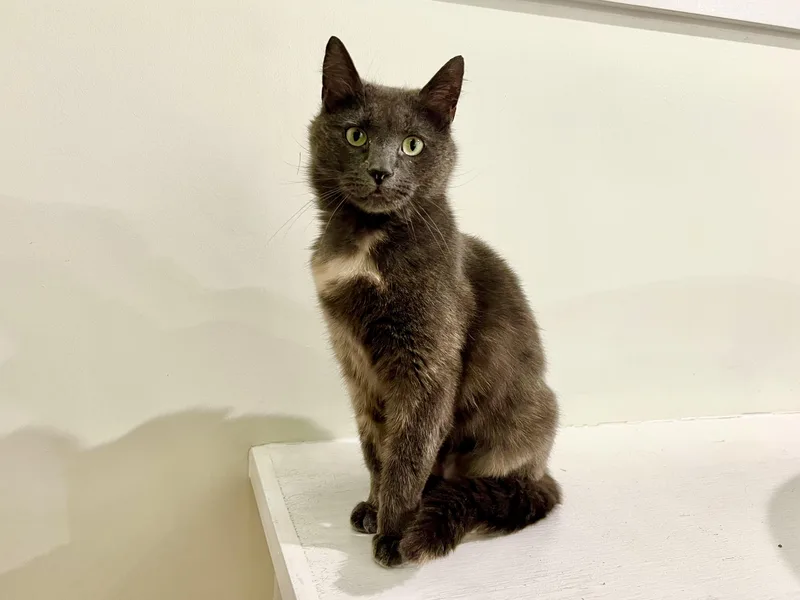 An adult medium-sized female Domestic Short Hair cat named Lucy for adoption in North Haven, CT