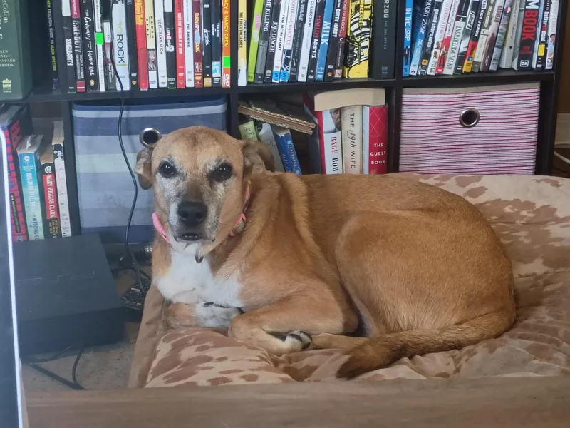 A senior medium-sized female Mixed Breed dog named Dolly for adoption in Monticello, MN