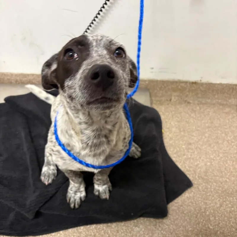 A baby small-sized female Black Australian Cattle Dog / Blue Heeler dog named Wednesday for adoption in League City, TX