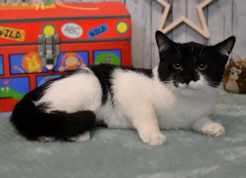 A baby medium-sized male Domestic Medium Hair cat named Arthur for adoption in Roanoke, TX