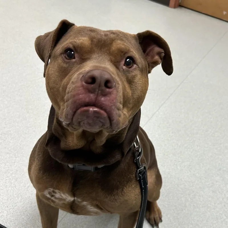 An adult large-sized male Red / Chestnut / Orange Pit Bull Terrier dog named Boogie for adoption in Springfield, MA