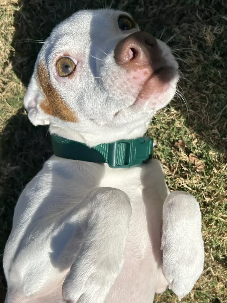 Buster thumbnail 2