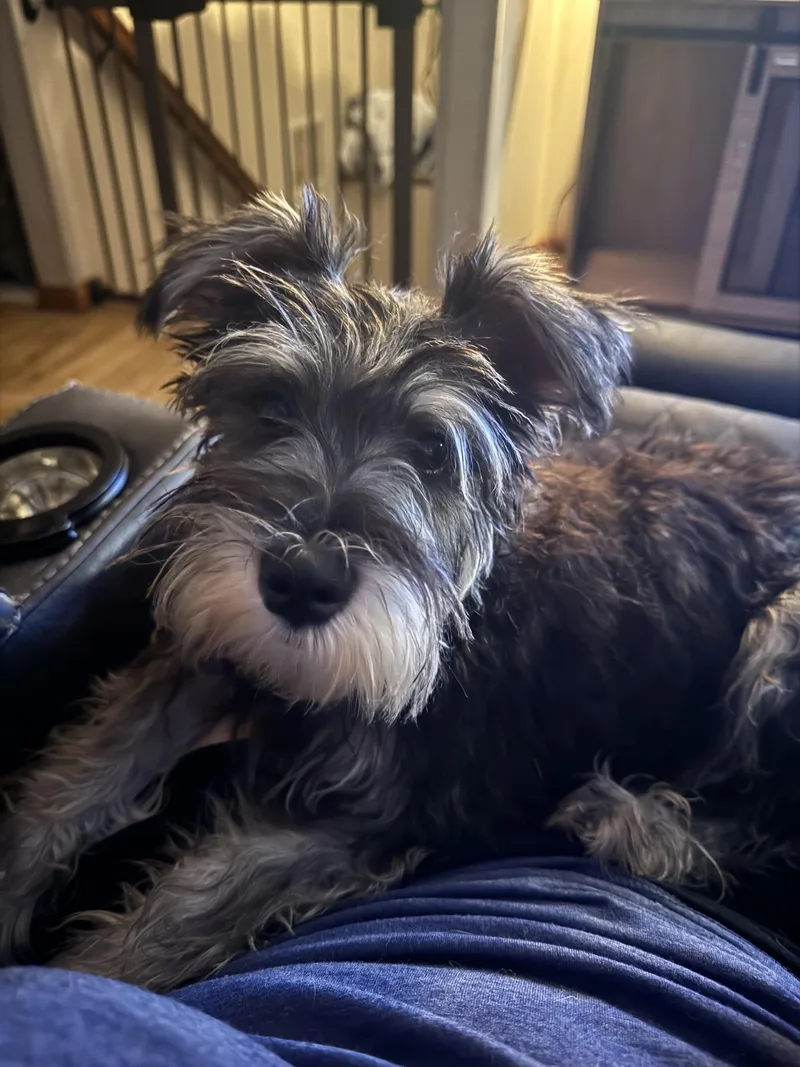 A baby small-sized male Miniature Schnauzer dog named Murphy for adoption in North Freedom, WI