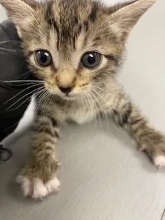 A baby small-sized female Domestic Short Hair cat named Lilly for adoption in Saint Cloud, FL