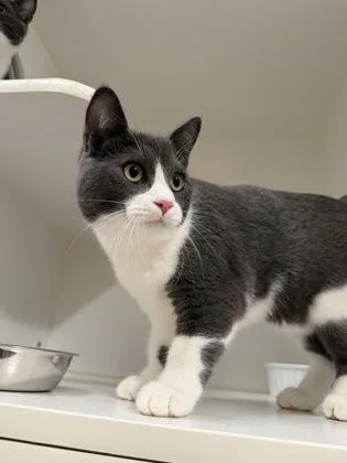 A baby medium-sized male Domestic Short Hair cat named Oscar for adoption in Traverse City, MI