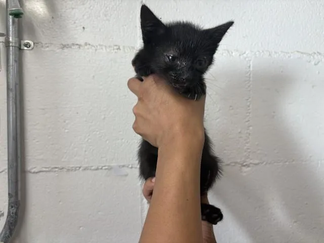A baby small-sized female Domestic Short Hair cat named Fiona for adoption in San Bernardino, CA