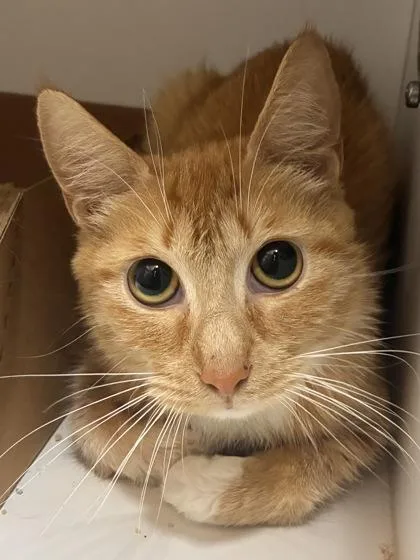 An adult medium-sized female Domestic Short Hair cat named Peanut for adoption in West Chester, PA