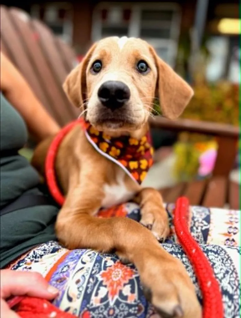 A baby large-sized female Labrador Retriever dog named Acorn for adoption in Effingham, IL