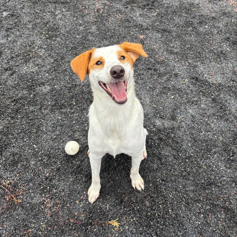 A baby small-sized male Hound dog named Milo for adoption in Quakertown, PA