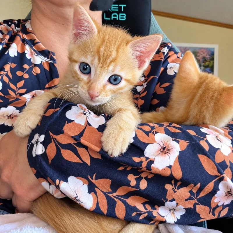 A baby medium-sized male Domestic Short Hair cat named Pippin for adoption in Parkville, MD