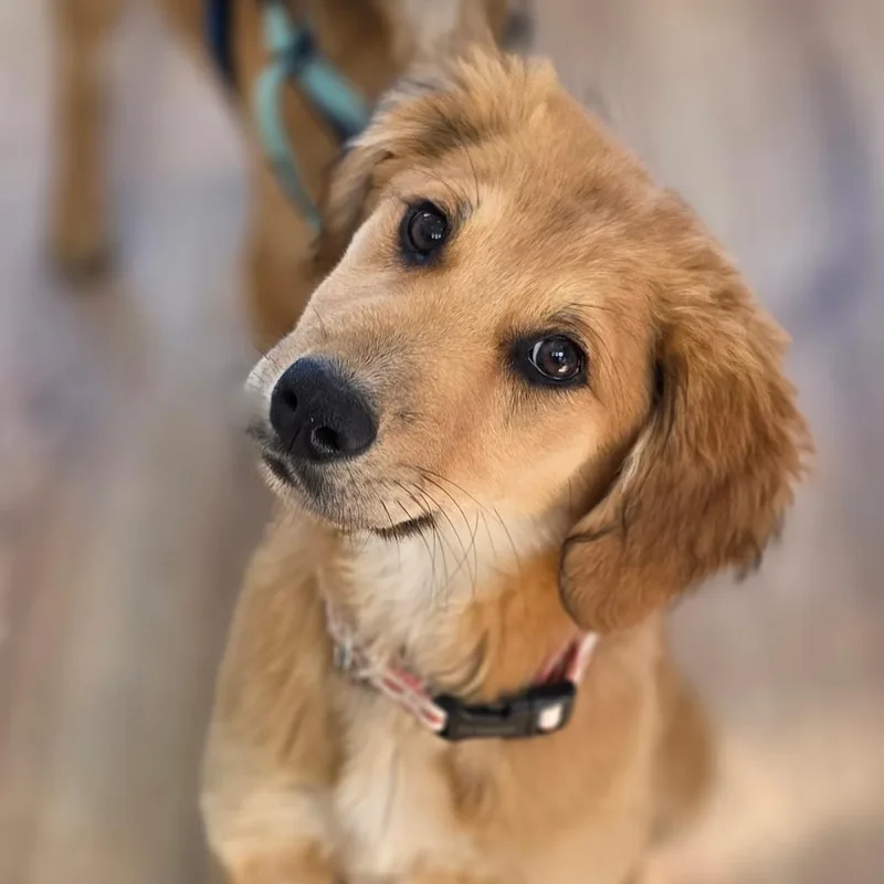 A baby small-sized female Yellow / Tan / Blond / Fawn Mixed Breed dog named Matcha for adoption in Chapel Hill, NC