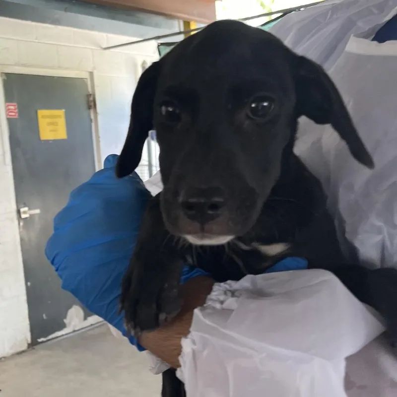 A baby small-sized female Black Labrador Retriever dog named MercedesBenz for adoption in Edinburg, TX