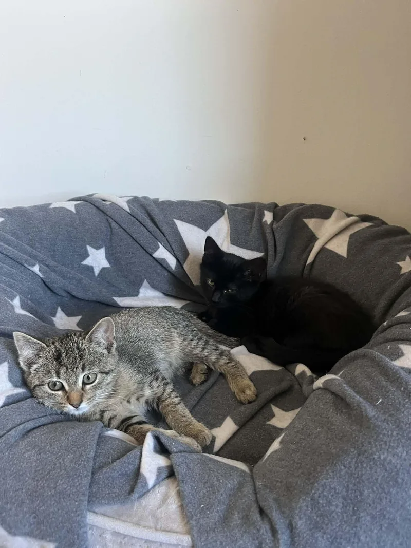 Cashmere thumbnail 2