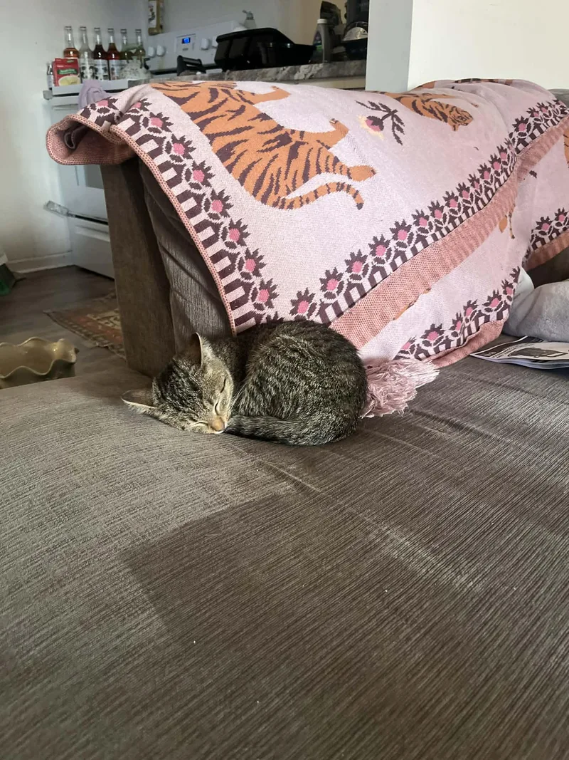 Cashmere thumbnail 3