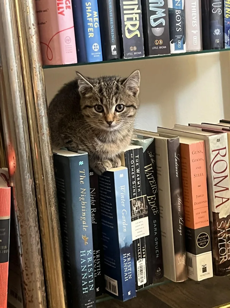 Cashmere thumbnail 4