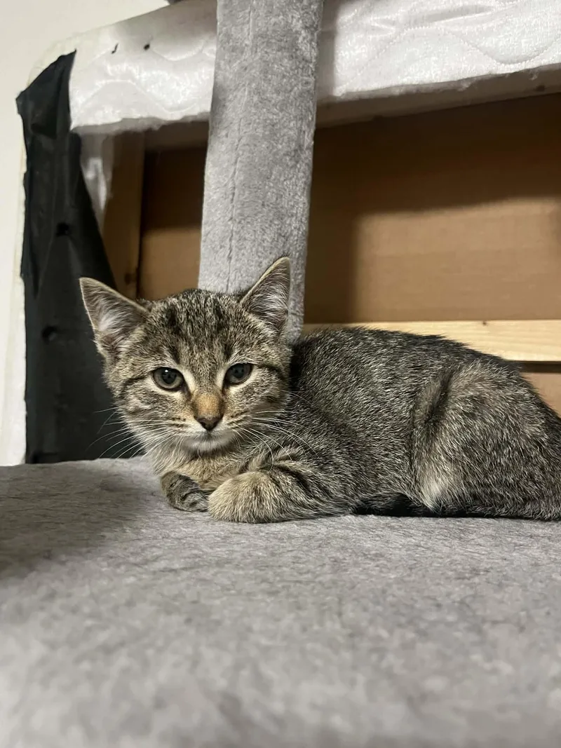 Cashmere thumbnail 5