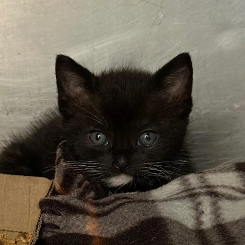 A baby small-sized male Black Domestic Short Hair cat named Edgar for adoption in Troy, VA