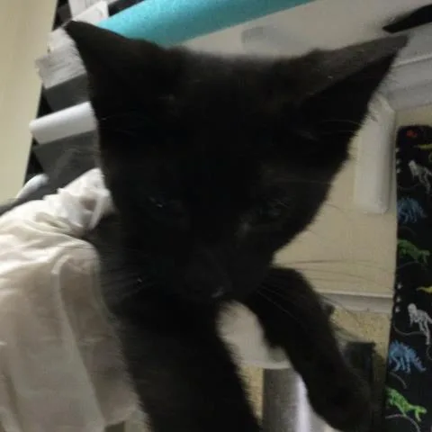 A baby small-sized male Domestic Short Hair cat named March for adoption in Riverside, CA