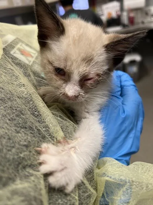 A baby small-sized male Domestic Short Hair cat named Samual for adoption in Las Vegas, NV