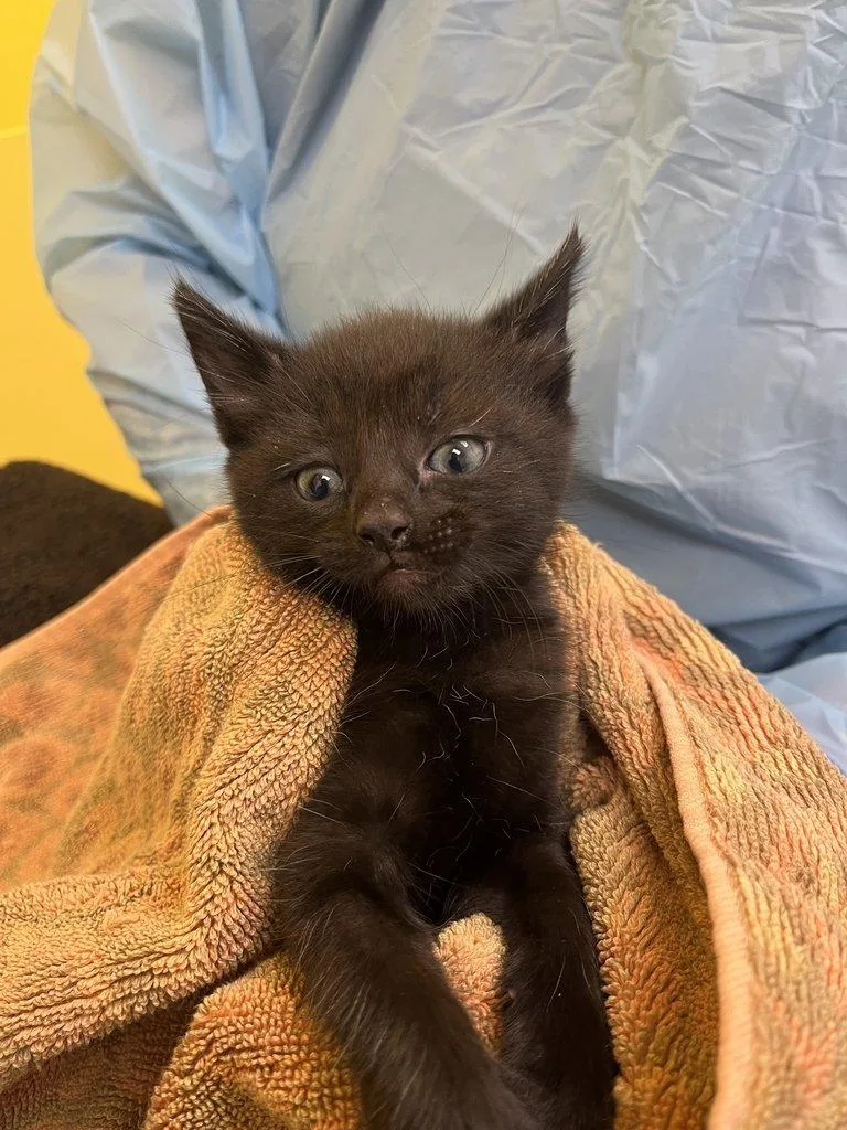 A baby small-sized female Domestic Short Hair cat named Jeanette for adoption in Raleigh, NC