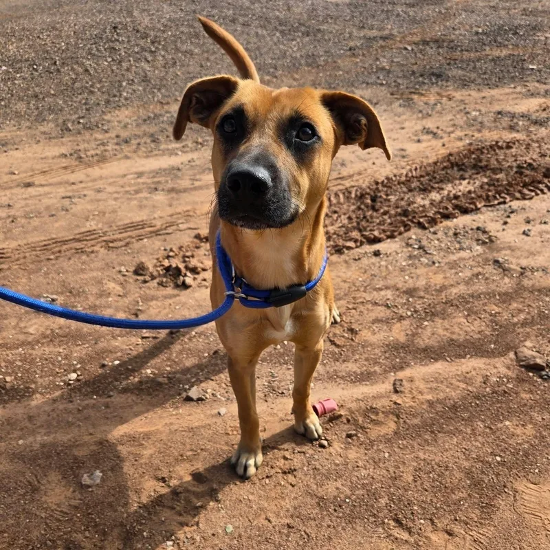 An adult medium-sized male Mixed Breed dog named Georgie for adoption in Roosevelt, UT