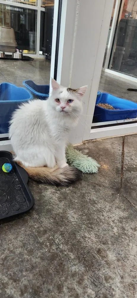 A young medium-sized male Black & White / Tuxedo Persian cat named Felix for adoption in Vienna , VA