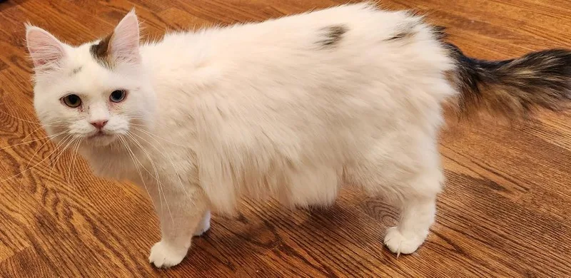Felix thumbnail 2