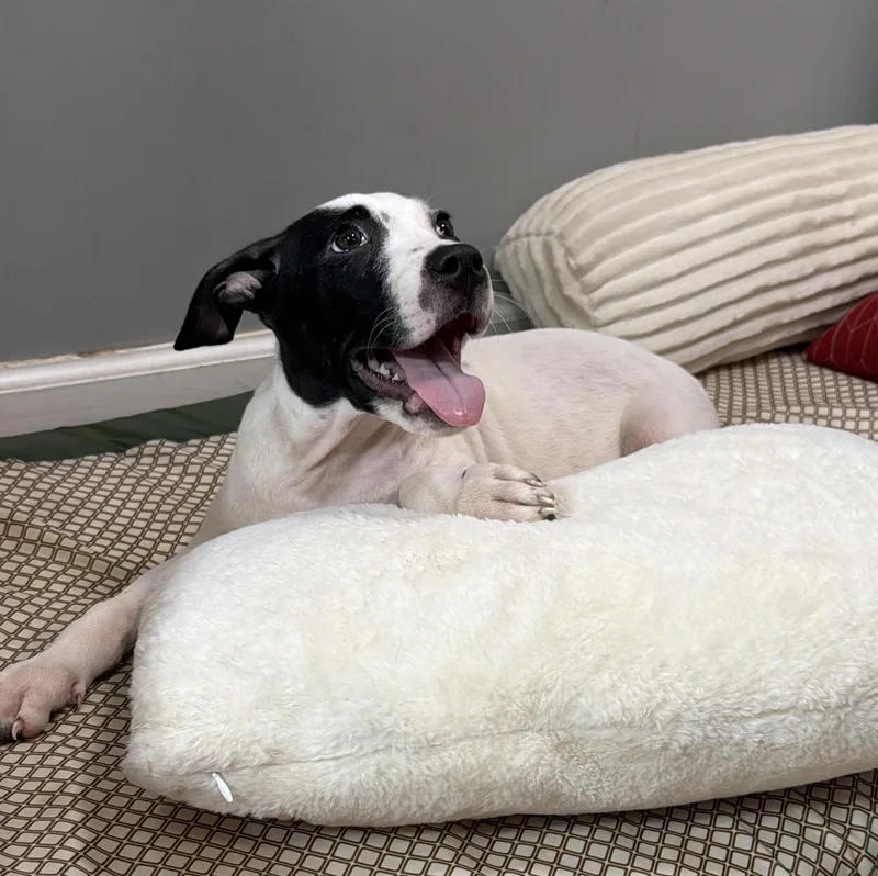 A baby medium-sized female White / Cream Pit Bull Terrier dog named Dahlia for adoption in Watertown, CT