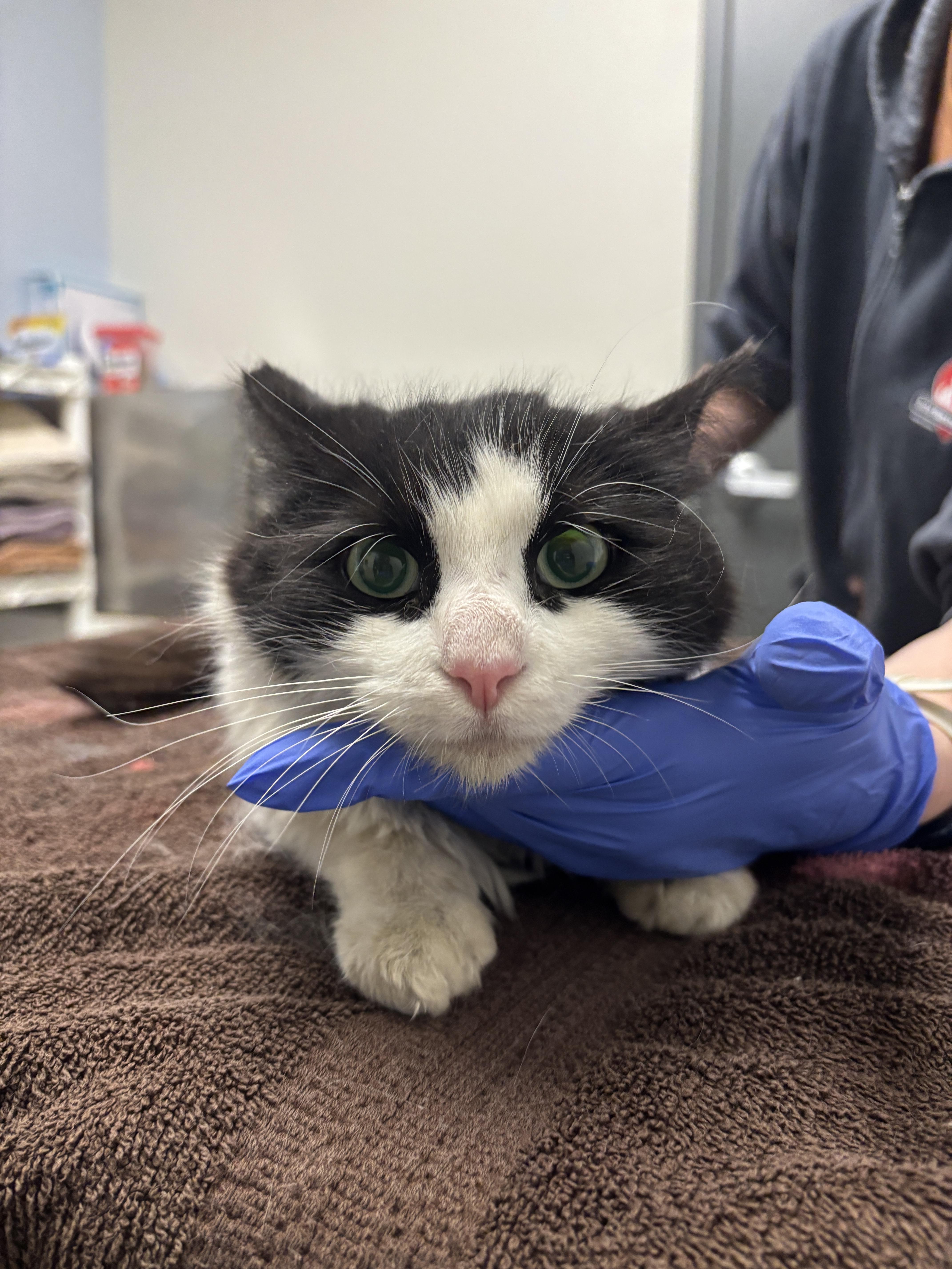 An adult medium-sized female Domestic Medium Hair cat named Rosie for adoption in Chico, CA