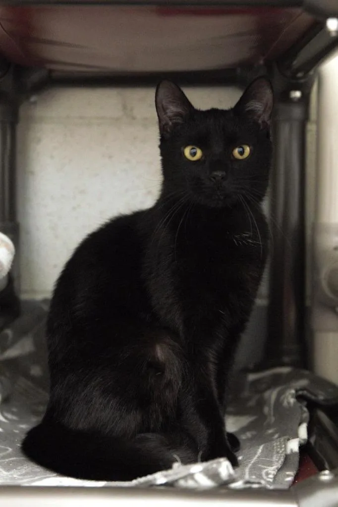 A young medium-sized male Domestic Short Hair cat named Flynn for adoption in Muskegon, MI