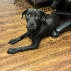 A baby small-sized female Black Terrier dog named Violet Newstead for adoption in St. Louis, MO