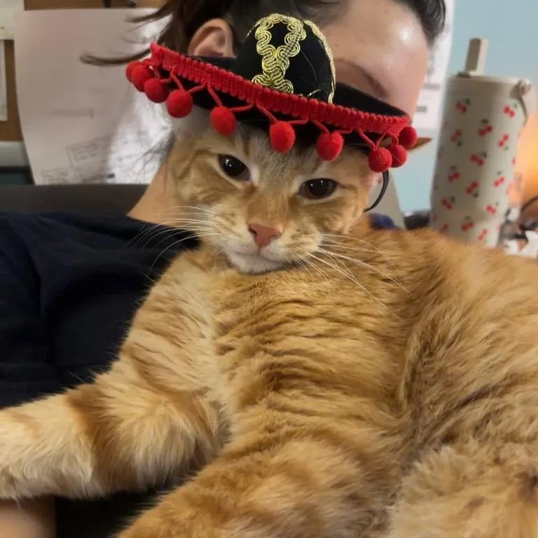 A young medium-sized male Orange / Red Domestic Short Hair cat named Dimu for adoption in Baltimore, MD