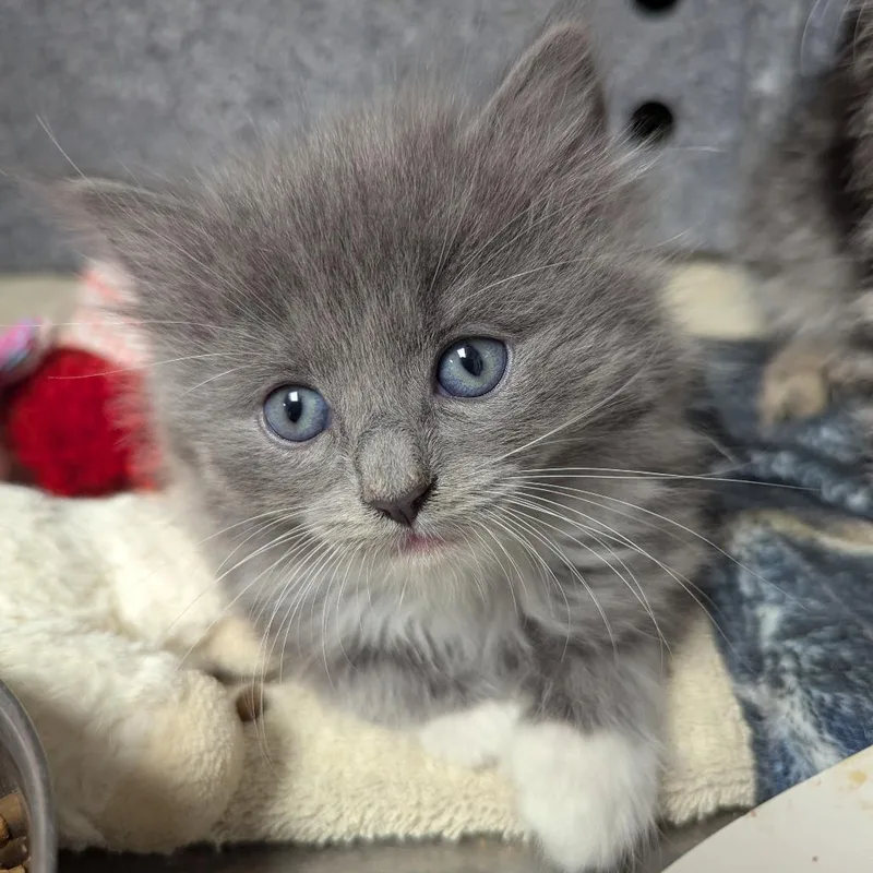 A baby small-sized male Domestic Medium Hair cat named Chill Bill for adoption in Evansville, IN