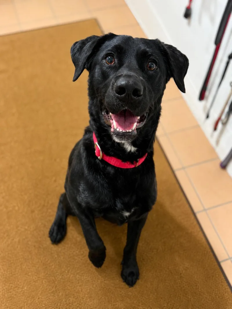 An adult medium-sized female Black Labrador Retriever dog named Luna for adoption in Sault Sainte Marie, MI