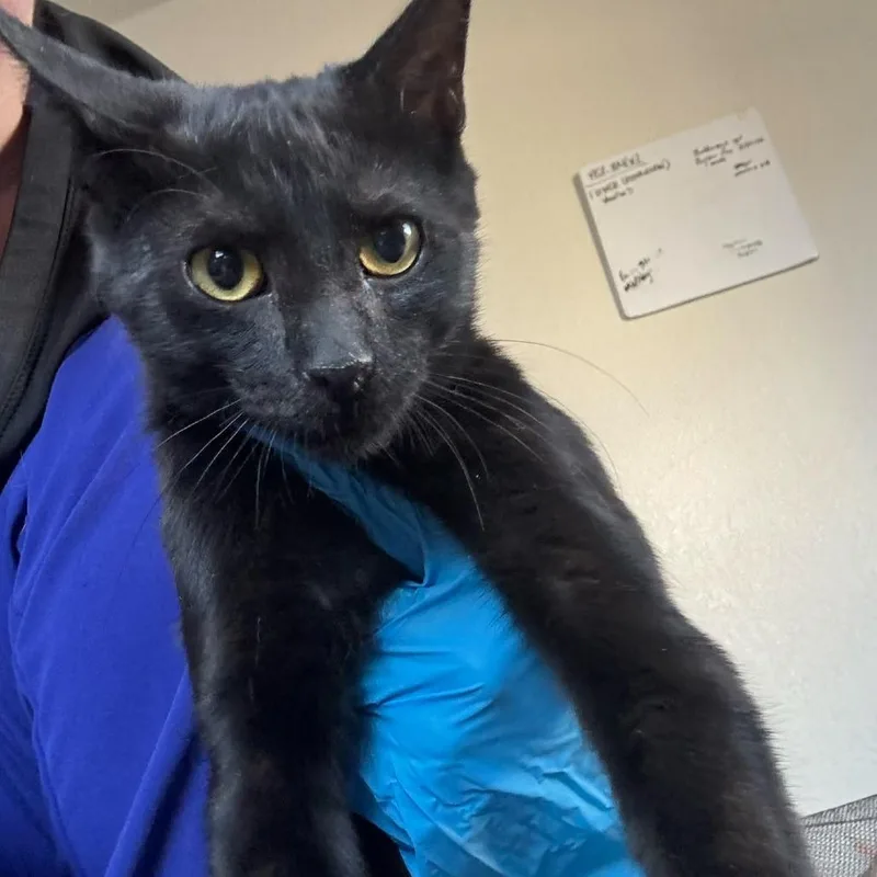 A baby medium-sized male Black Domestic Short Hair cat named Carlos for adoption in Midland, TX