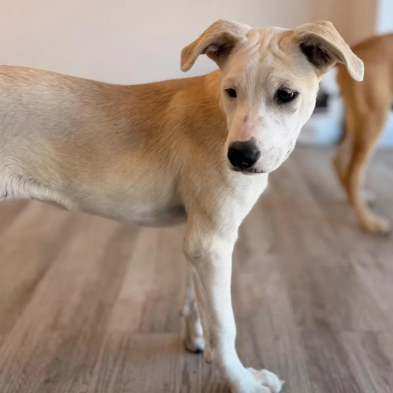 A baby medium-sized female White / Cream Catahoula Leopard Dog dog named Amara for adoption in Green Bay, WI