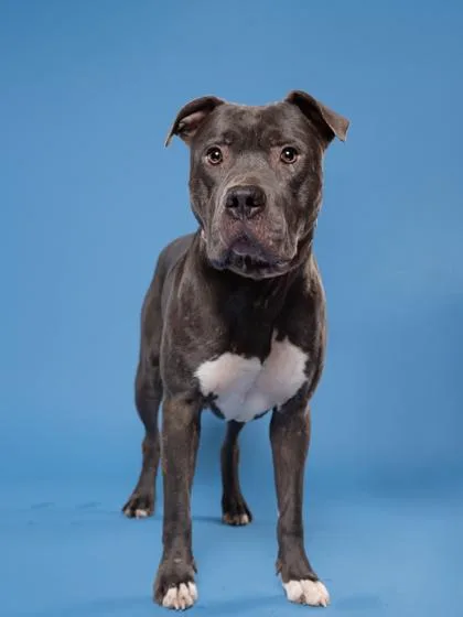 An adult large-sized male American Staffordshire Terrier dog named Oakland for adoption in Atlanta, GA