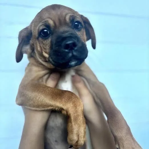 Gus