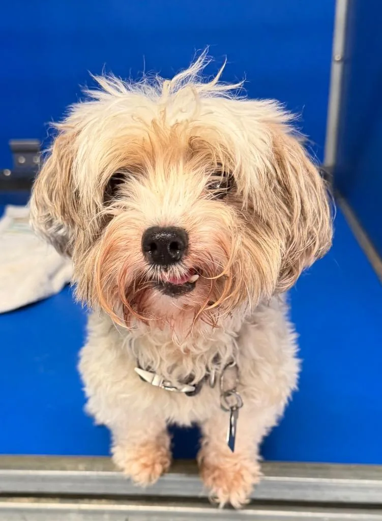 An adult small-sized male Shih Tzu dog named Buster for adoption in Missouri City, TX