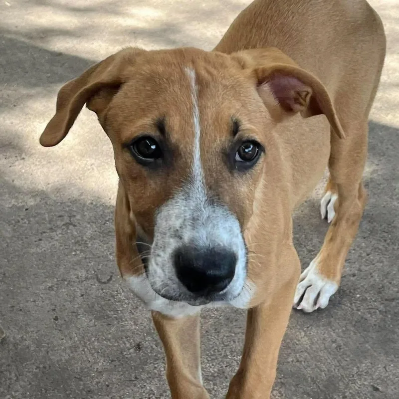 A baby medium-sized male Mixed Breed dog named Hollis for adoption in PLAINFIELD, CT