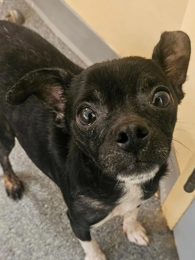 An adult medium-sized male Chihuahua dog named Pico for adoption in Covington, VA