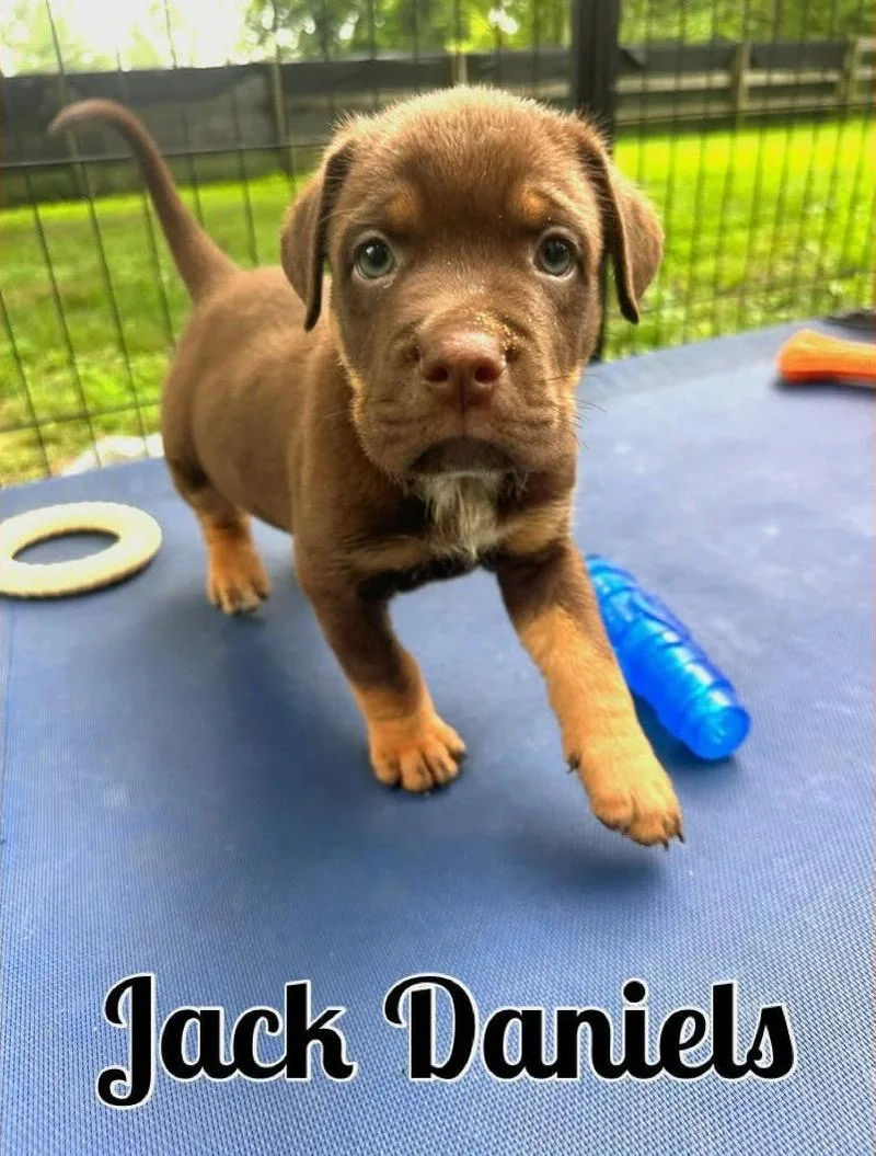 Whiskey Pups  Jack