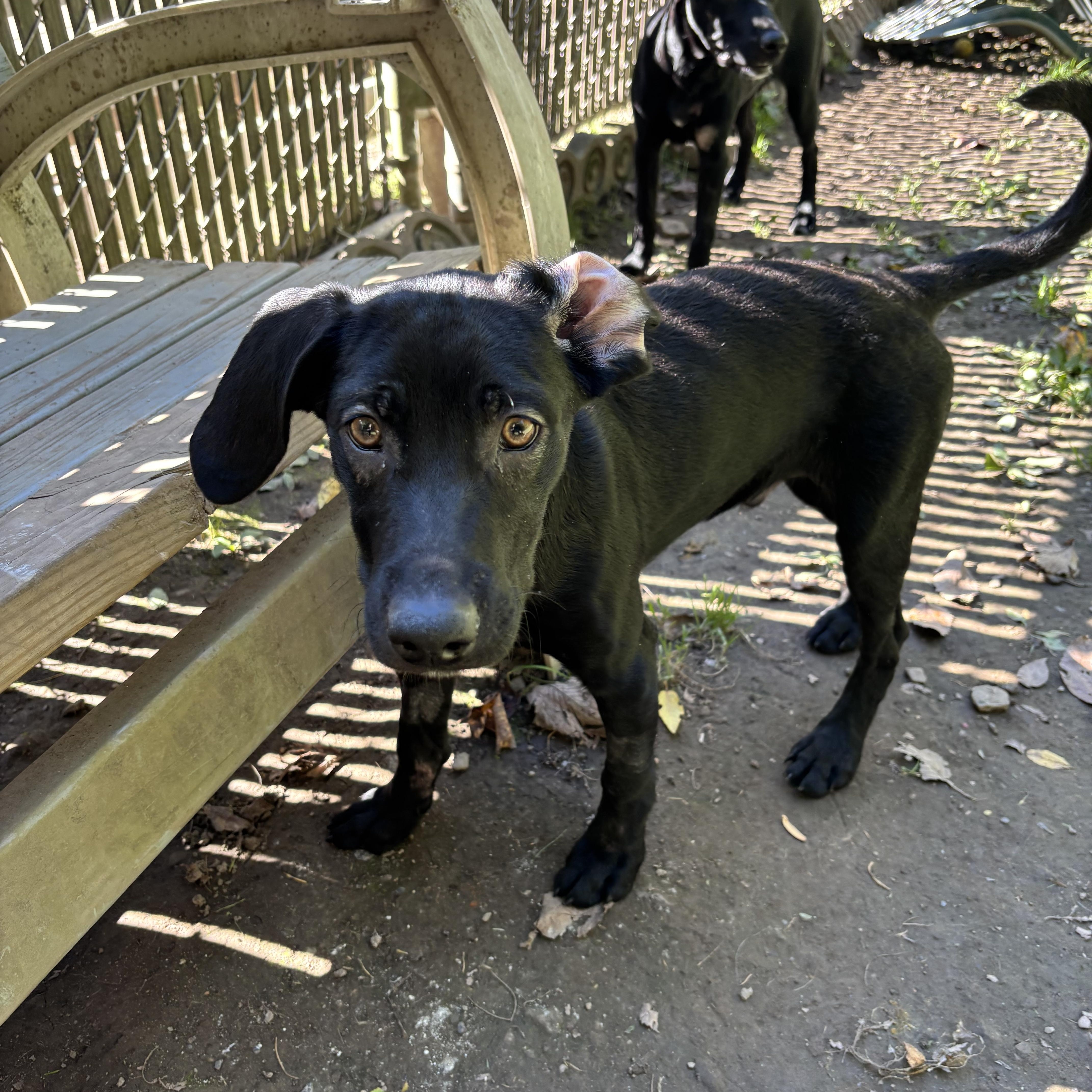 A baby medium-sized male Black Labrador Retriever dog named Mystic for adoption in White Oak, PA