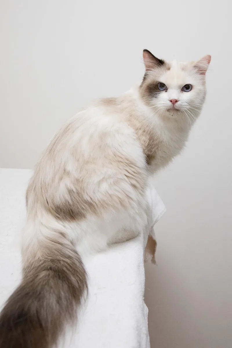 An adult large-sized female Cream / Ivory Ragdoll cat named Sapphire for adoption in Montclair, NJ