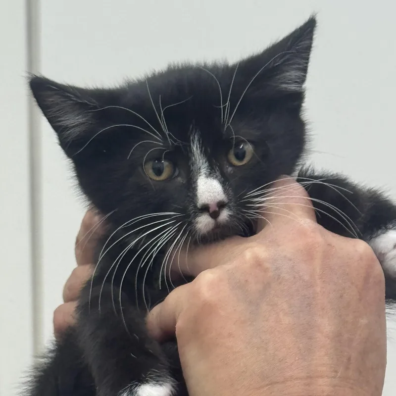 A baby medium-sized male Black Domestic Short Hair cat named Demon for adoption in Sonora, CA