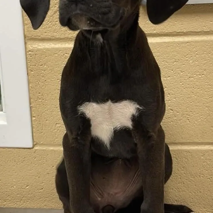 A young large-sized female Mountain Cur dog named Winnie for adoption in Fort Payne, AL