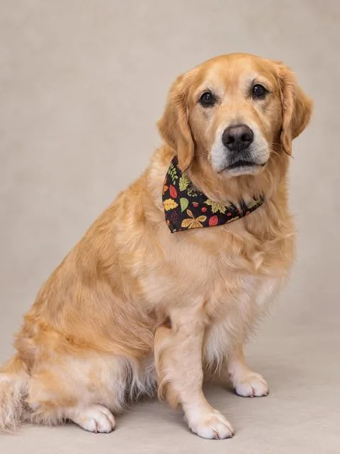 An adult large-sized male Golden Retriever dog named Traveler for adoption in Midway, UT