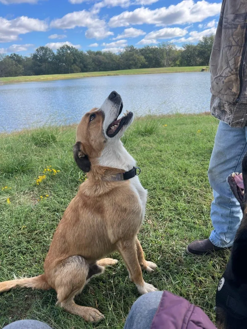 An adult large-sized male Collie dog named Polar Bear for adoption in Winter Park, CO